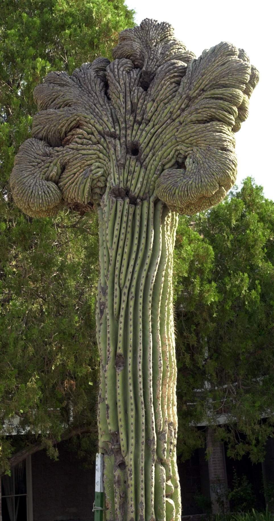 Make a scene: Saguaro cactus